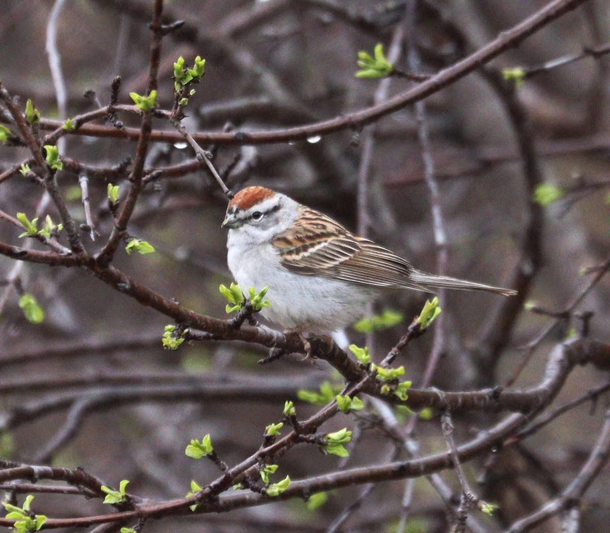 Chipping Sparrow - ML618352542