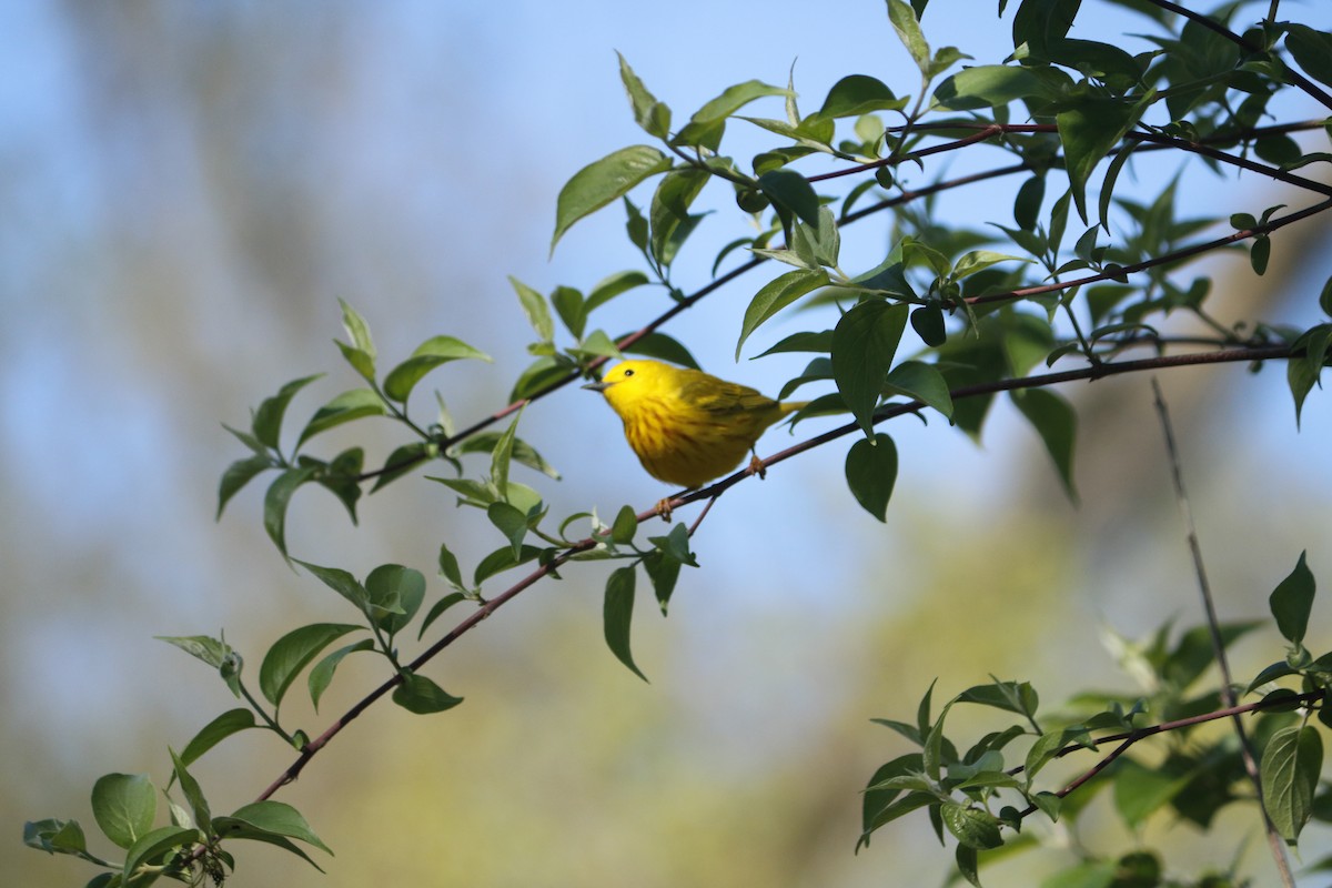 Yellow Warbler (Northern) - ML618352548