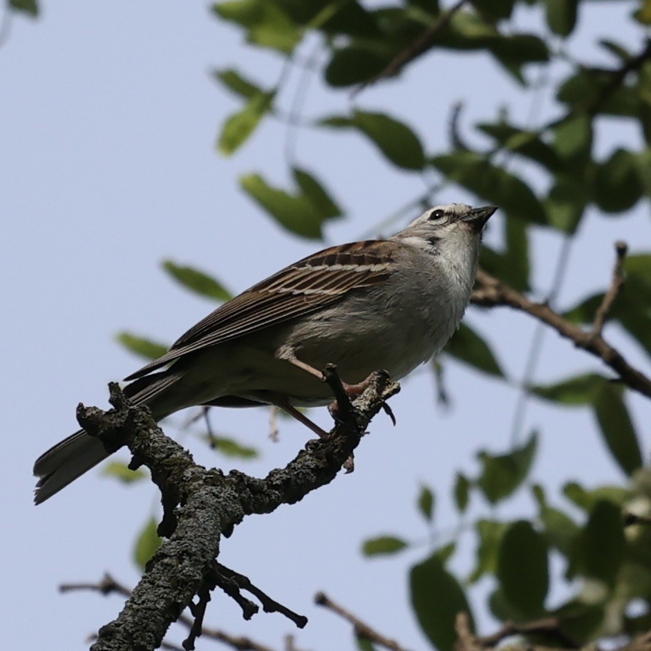 Chipping Sparrow - ML618352564