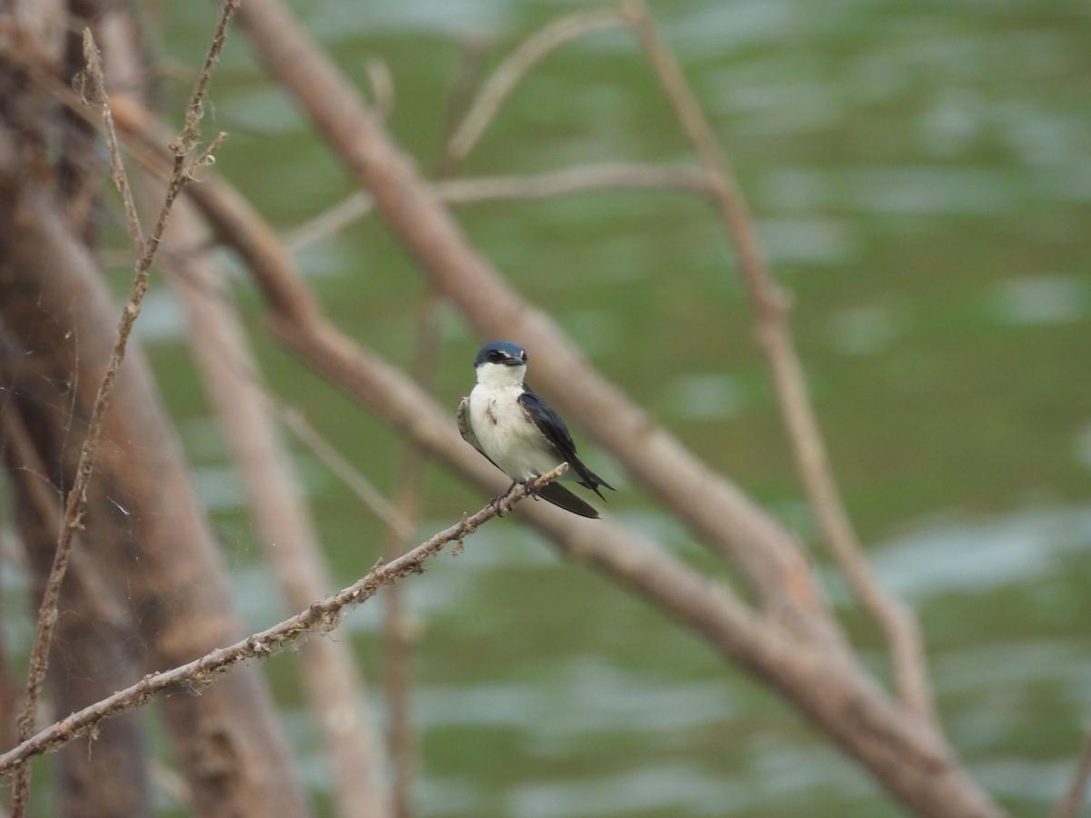 Mangrove Swallow - ML618352594