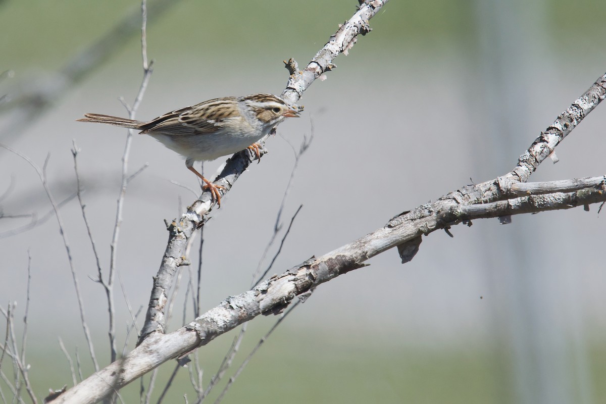 Clay-colored Sparrow - ML618352611