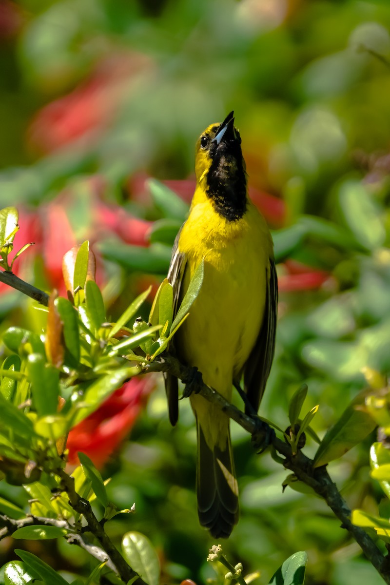Orchard Oriole - ML618352640