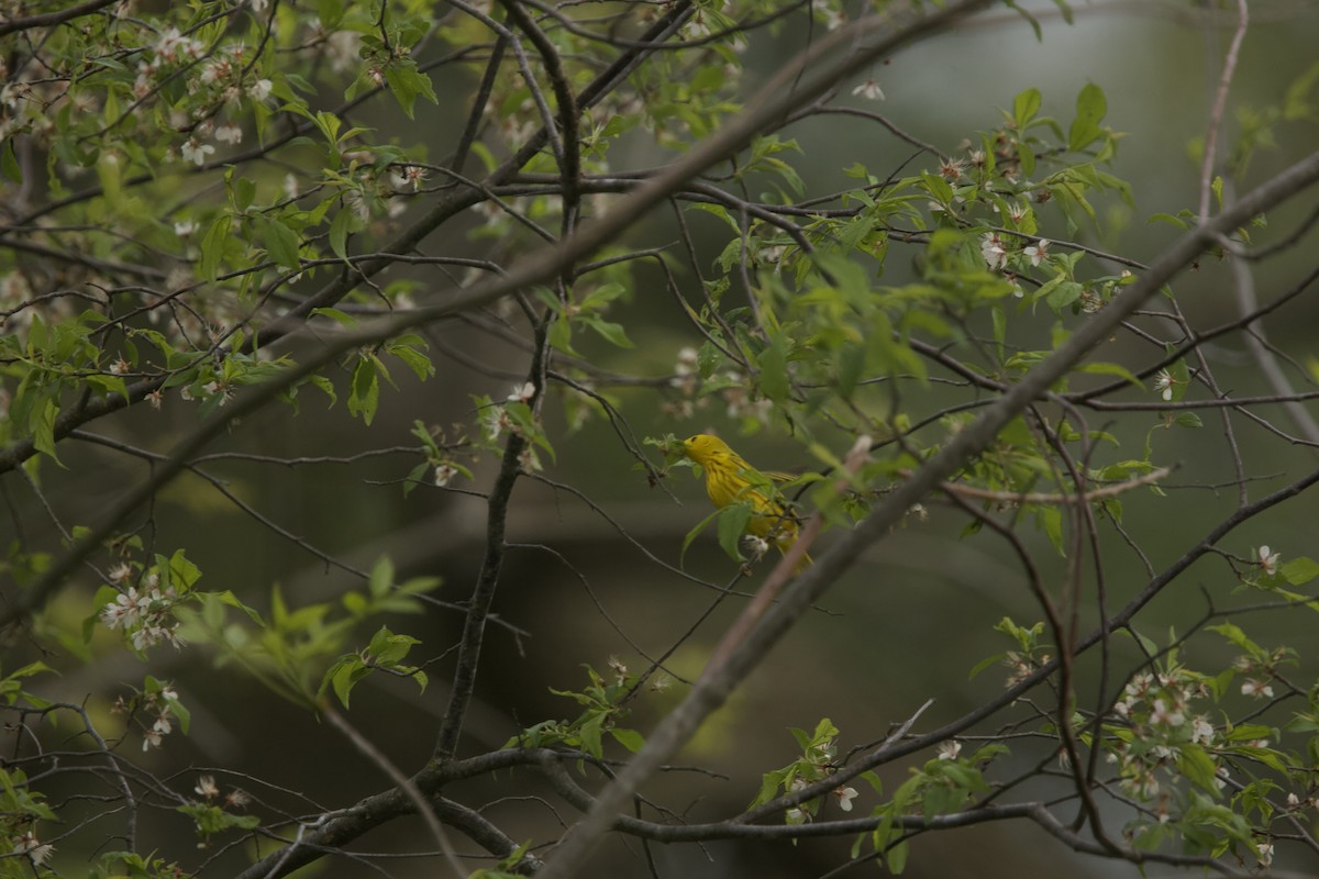 Yellow Warbler - Paul Miller