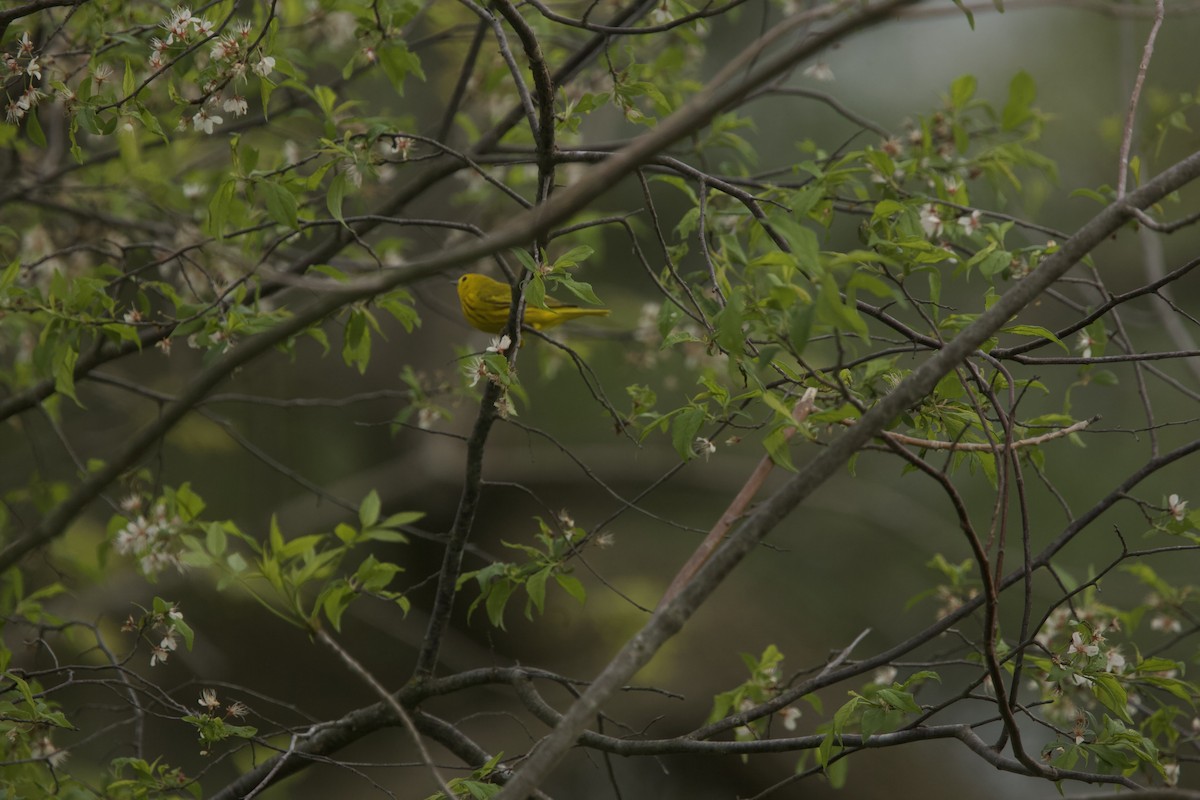 Yellow Warbler - ML618352659