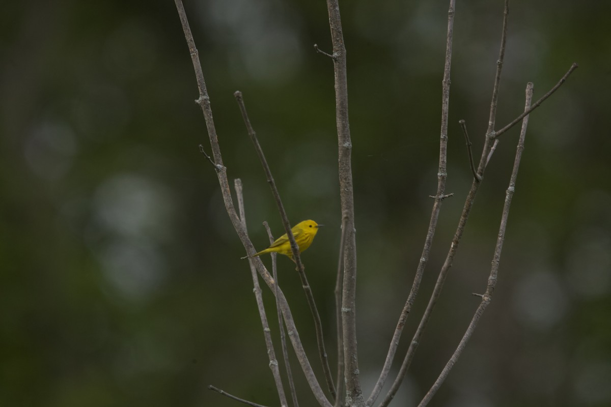 Yellow Warbler - ML618352662