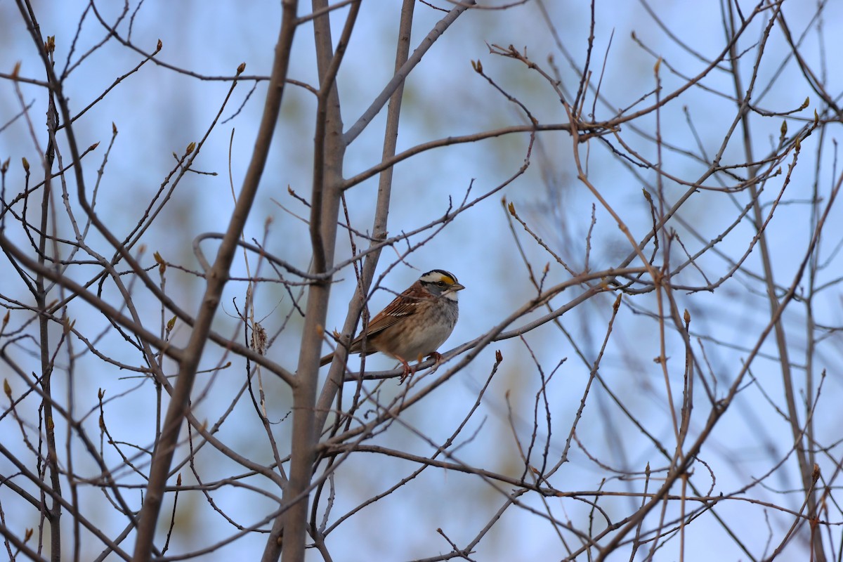 White-throated Sparrow - Josee Hamel
