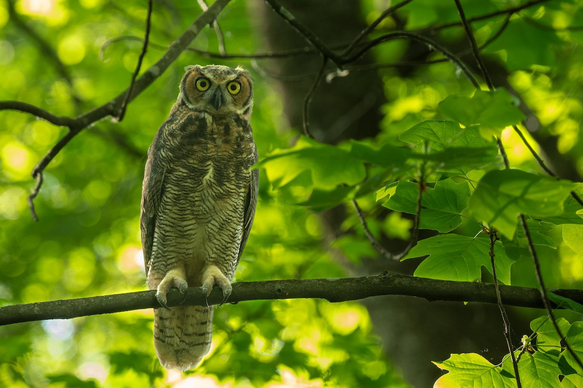 Great Horned Owl - ML618352693