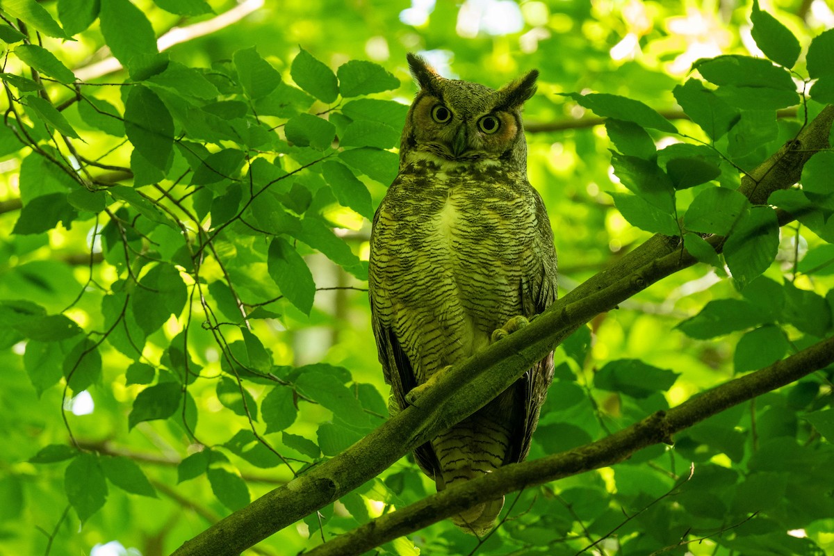 Great Horned Owl - ML618352694