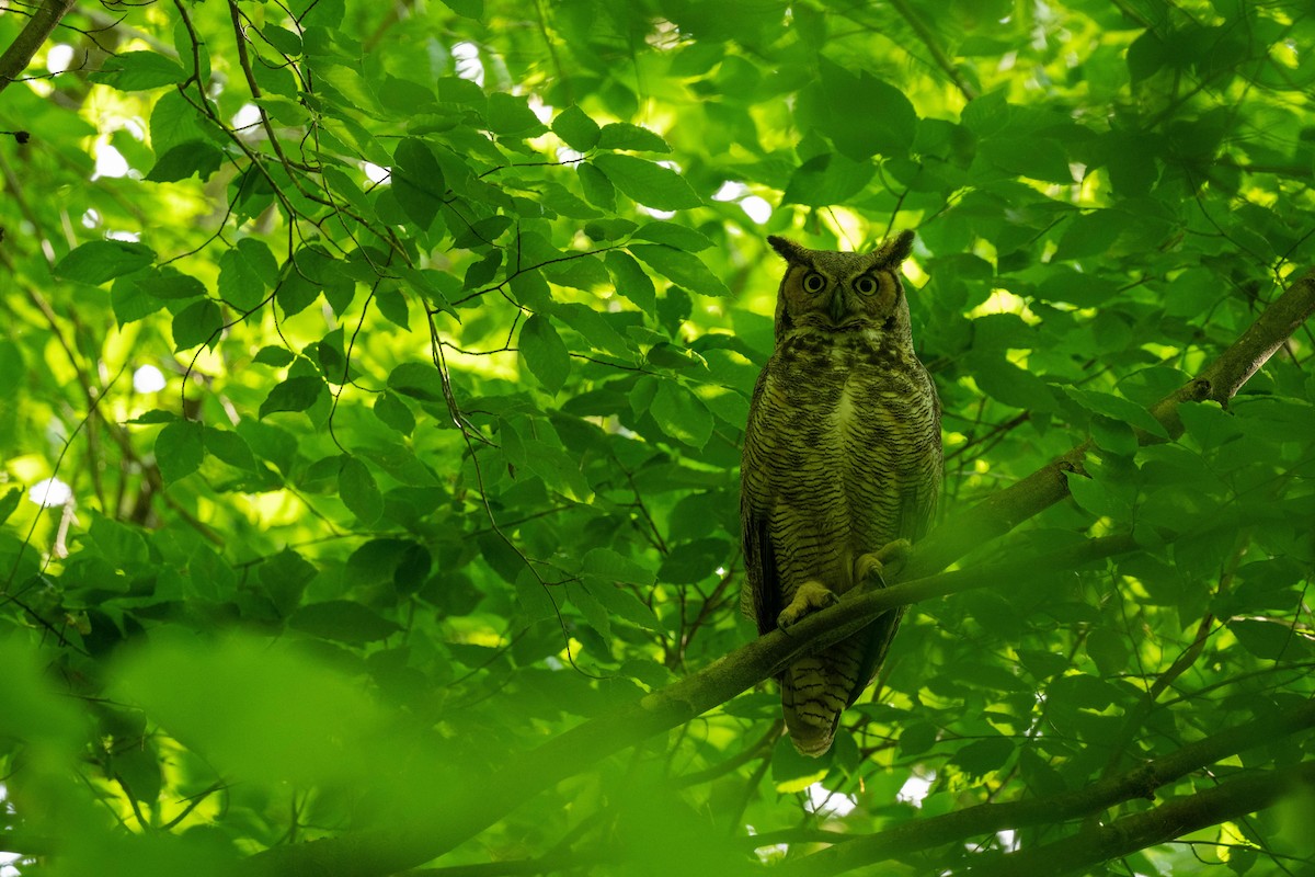 Great Horned Owl - ML618352695