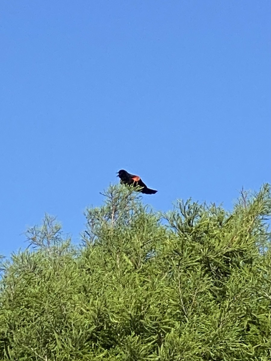 Red-winged Blackbird - ML618352702