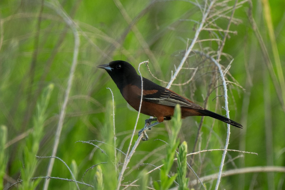 Orchard Oriole - ML618352708
