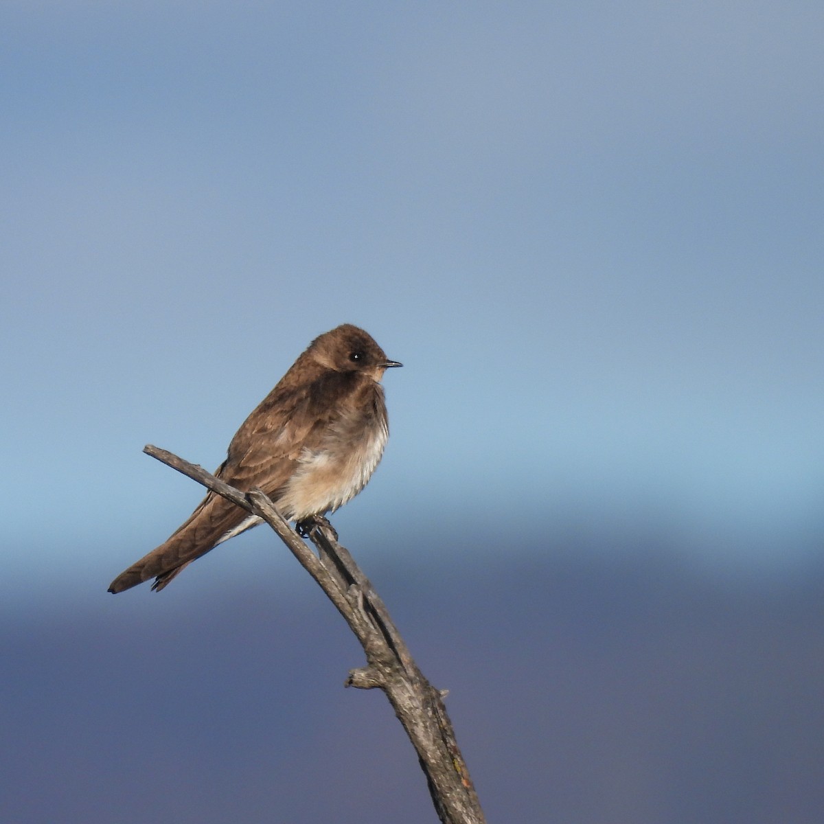 Northern Rough-winged Swallow - ML618352744