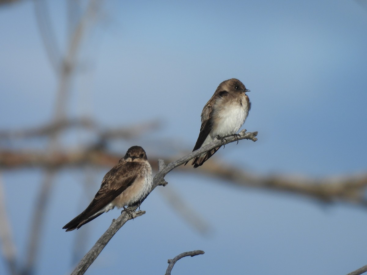 Northern Rough-winged Swallow - ML618352745
