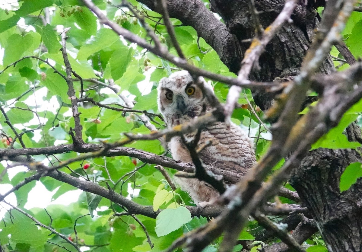 Great Horned Owl - ML618352771