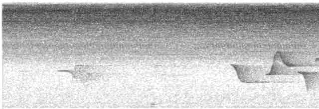 Поплітник плямистий - ML618352773