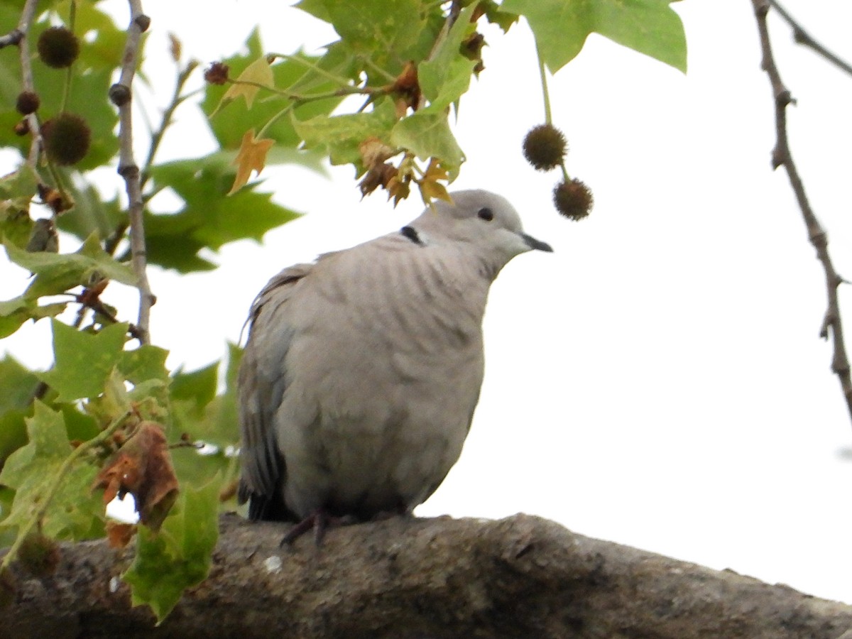 Eurasian Collared-Dove - Doug Lithgow