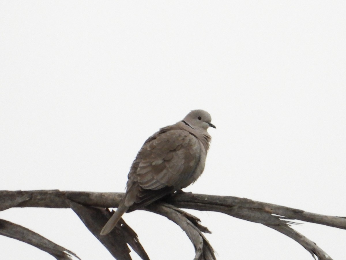 Eurasian Collared-Dove - ML618352776