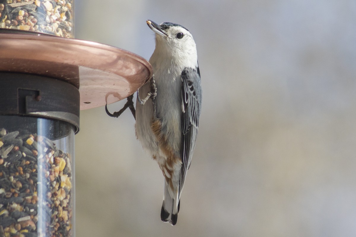 White-breasted Nuthatch - ML618352778