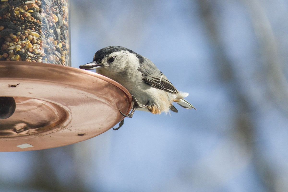 White-breasted Nuthatch - ML618352780