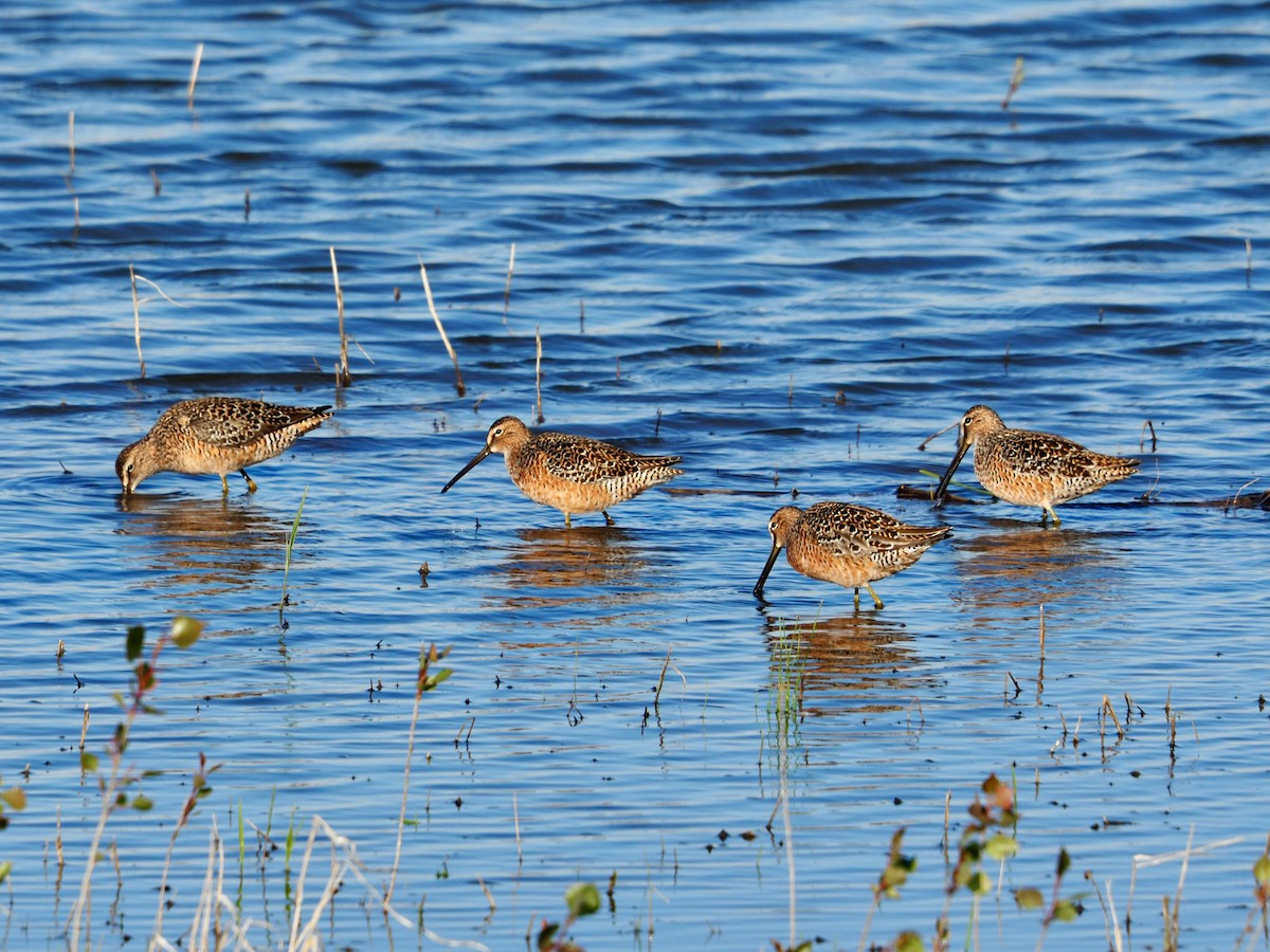 Long-billed Dowitcher - ML618352781