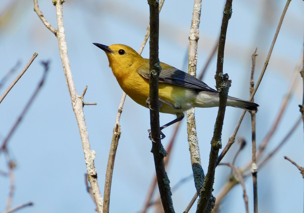 Prothonotary Warbler - ML618352795