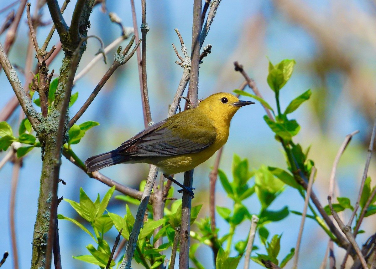 Prothonotary Warbler - ML618352796