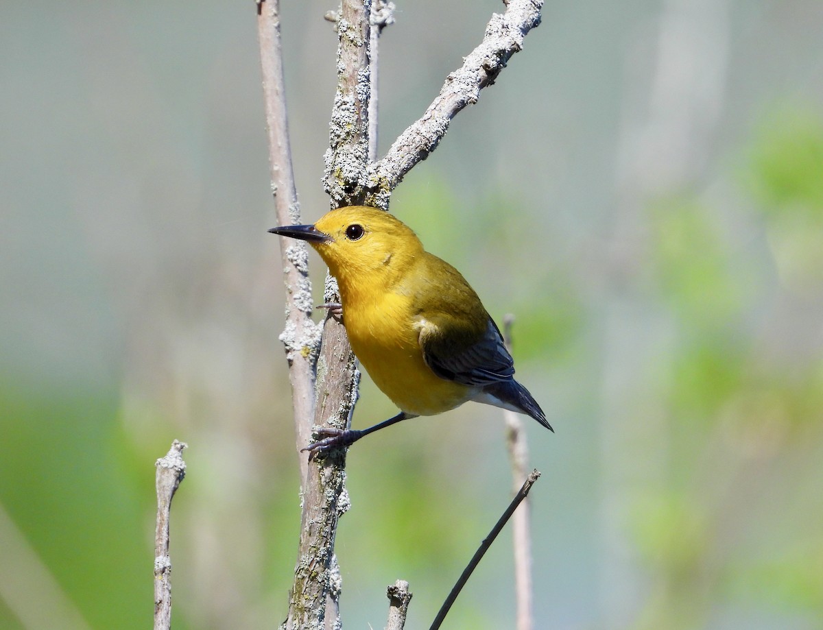 Prothonotary Warbler - ML618352797