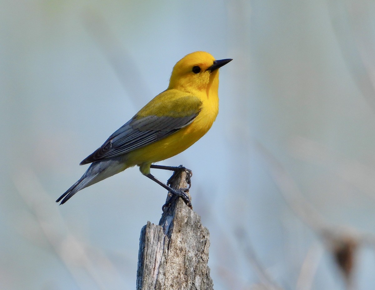 Prothonotary Warbler - ML618352798