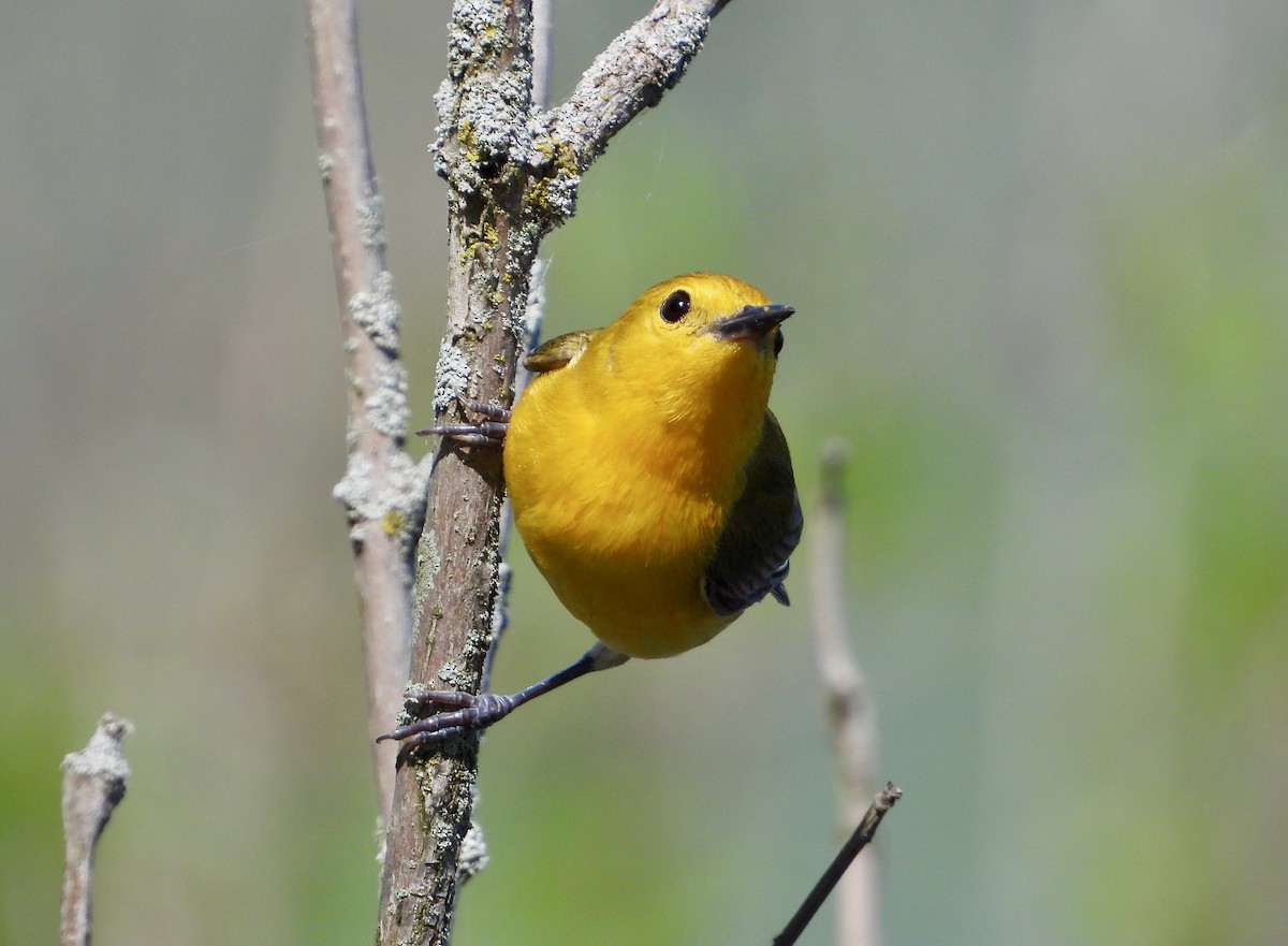 Prothonotary Warbler - ML618352799