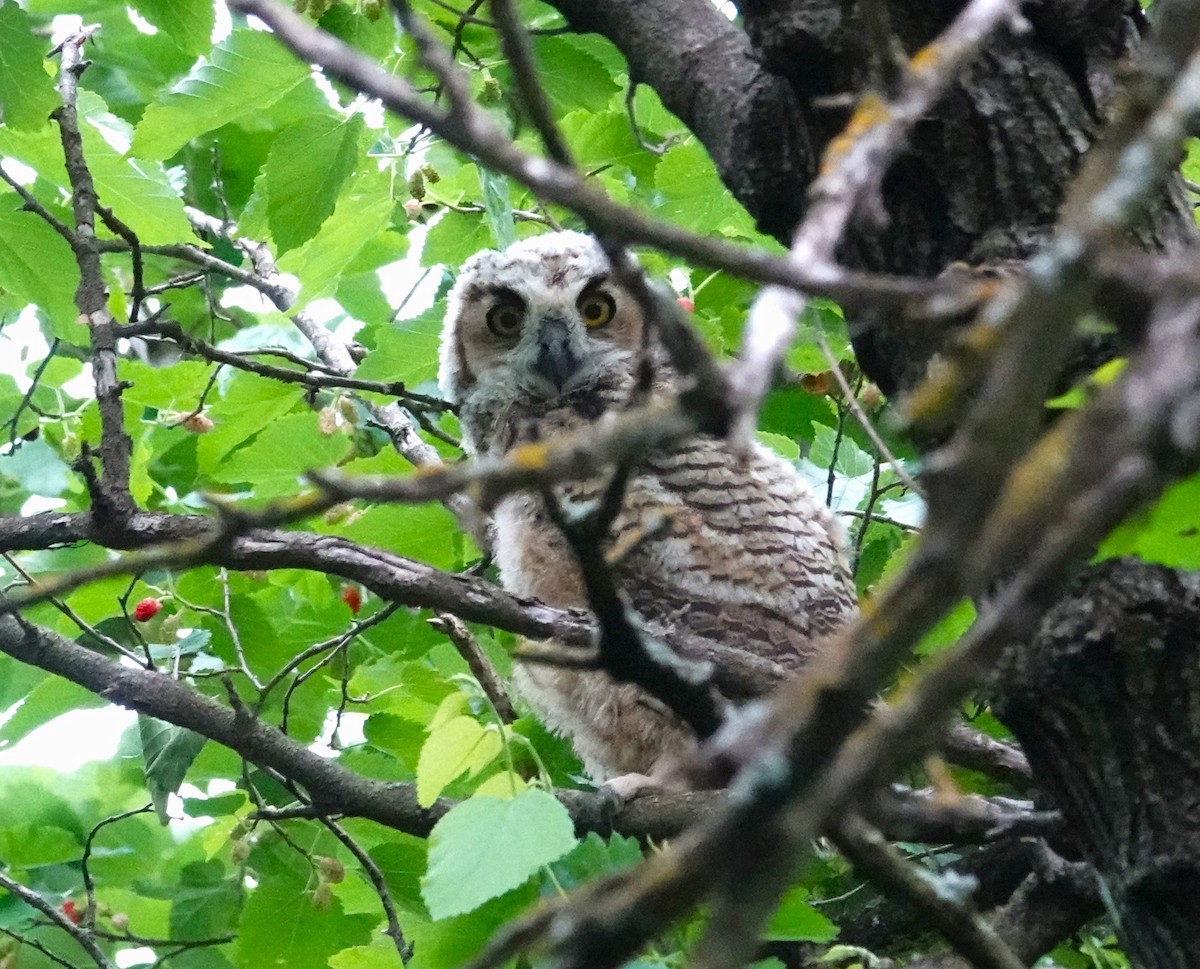 Great Horned Owl - ML618352803