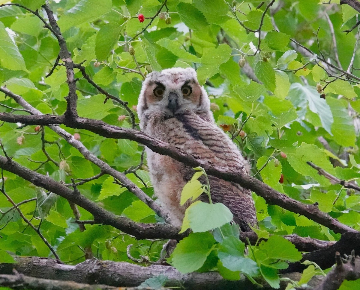 Great Horned Owl - ML618352808