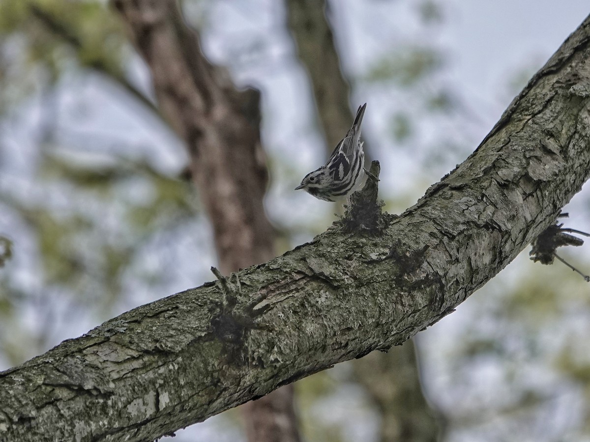 Black-and-white Warbler - ML618352818