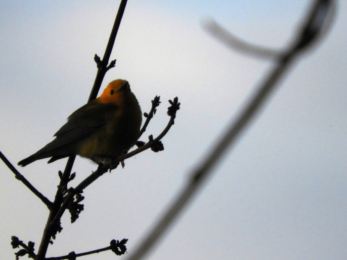Prothonotary Warbler - ML618352832
