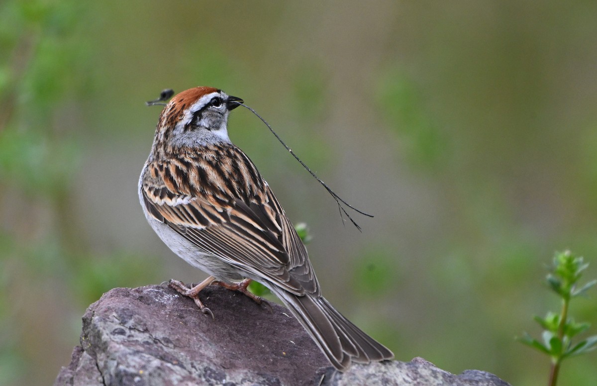 Chipping Sparrow - ML618352842