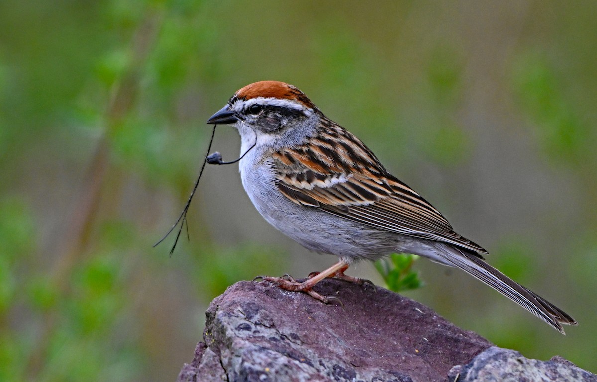 Chipping Sparrow - Paul Nale