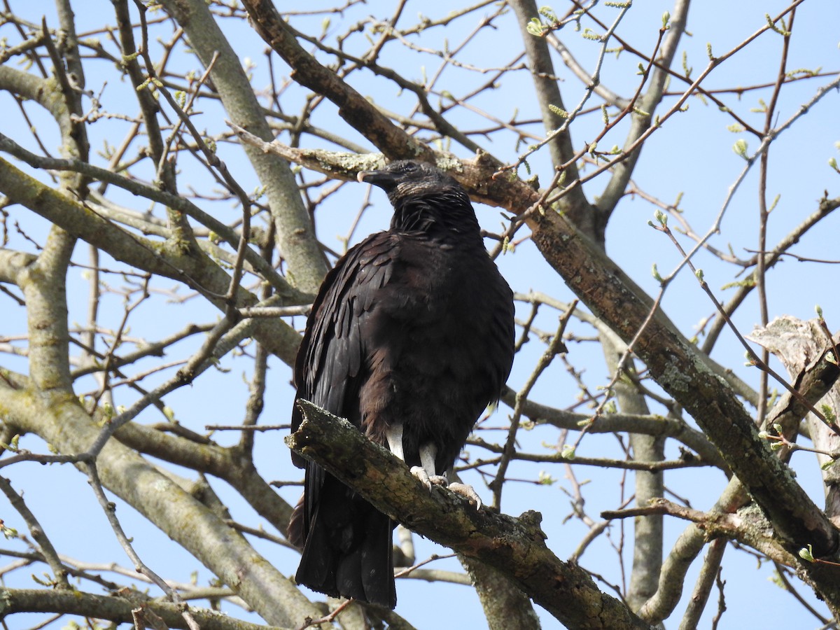 Black Vulture - ML618352855