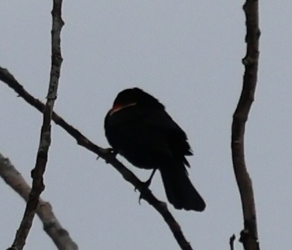 Red-winged Blackbird - burton balkind