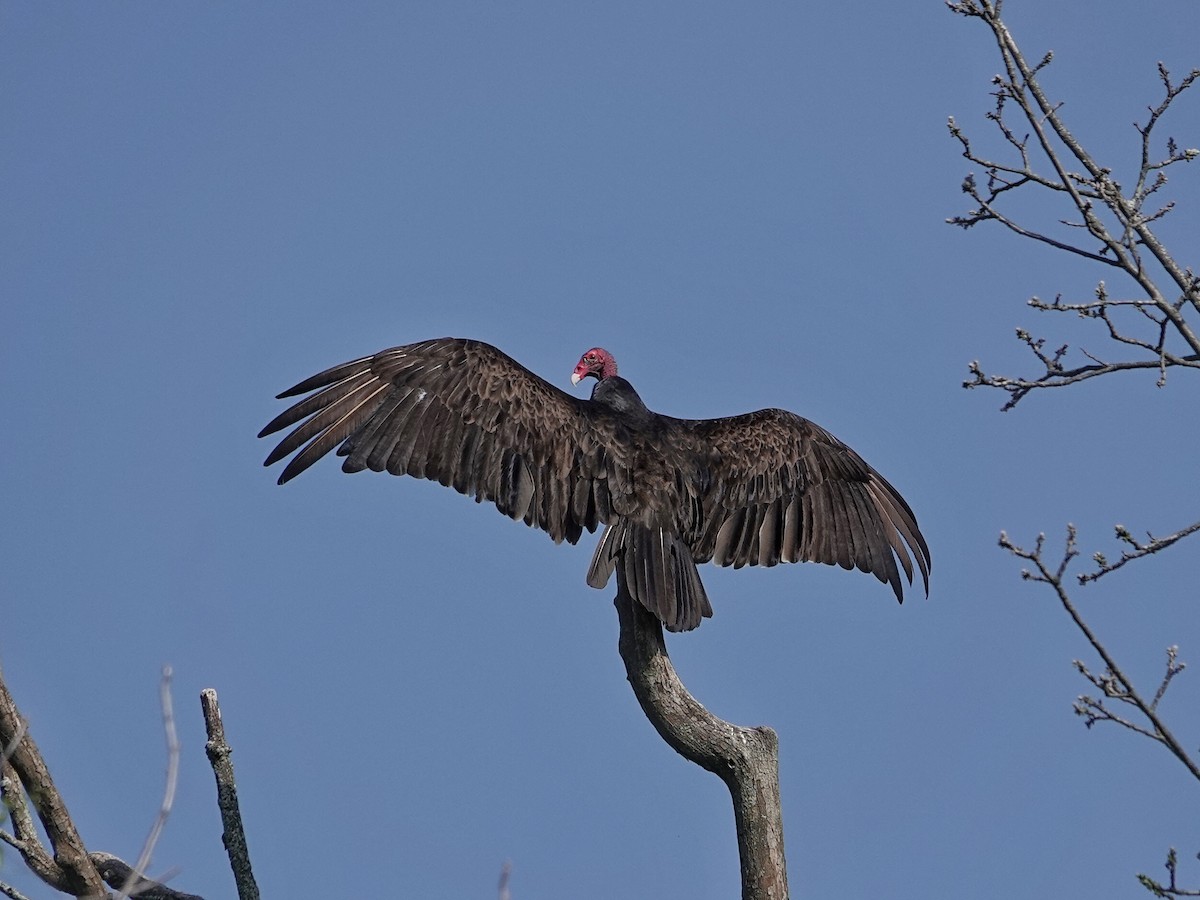Turkey Vulture - ML618352872