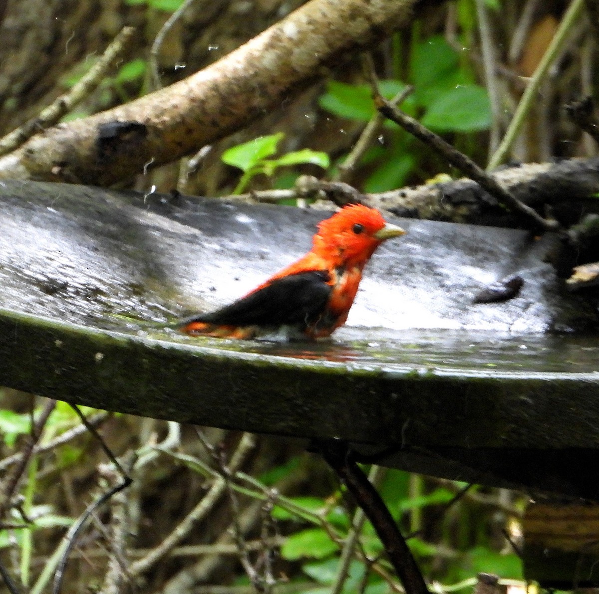 Scarlet Tanager - ML618352877