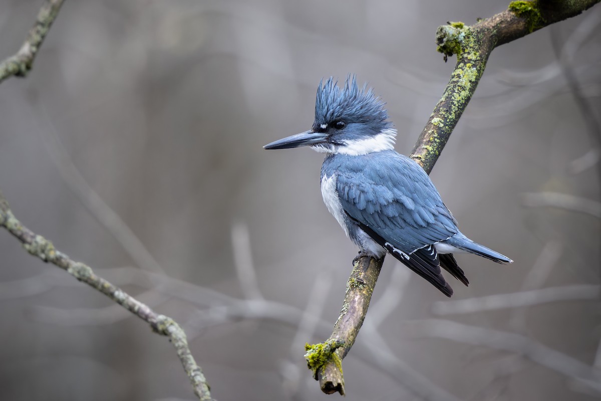 Belted Kingfisher - ML618352915