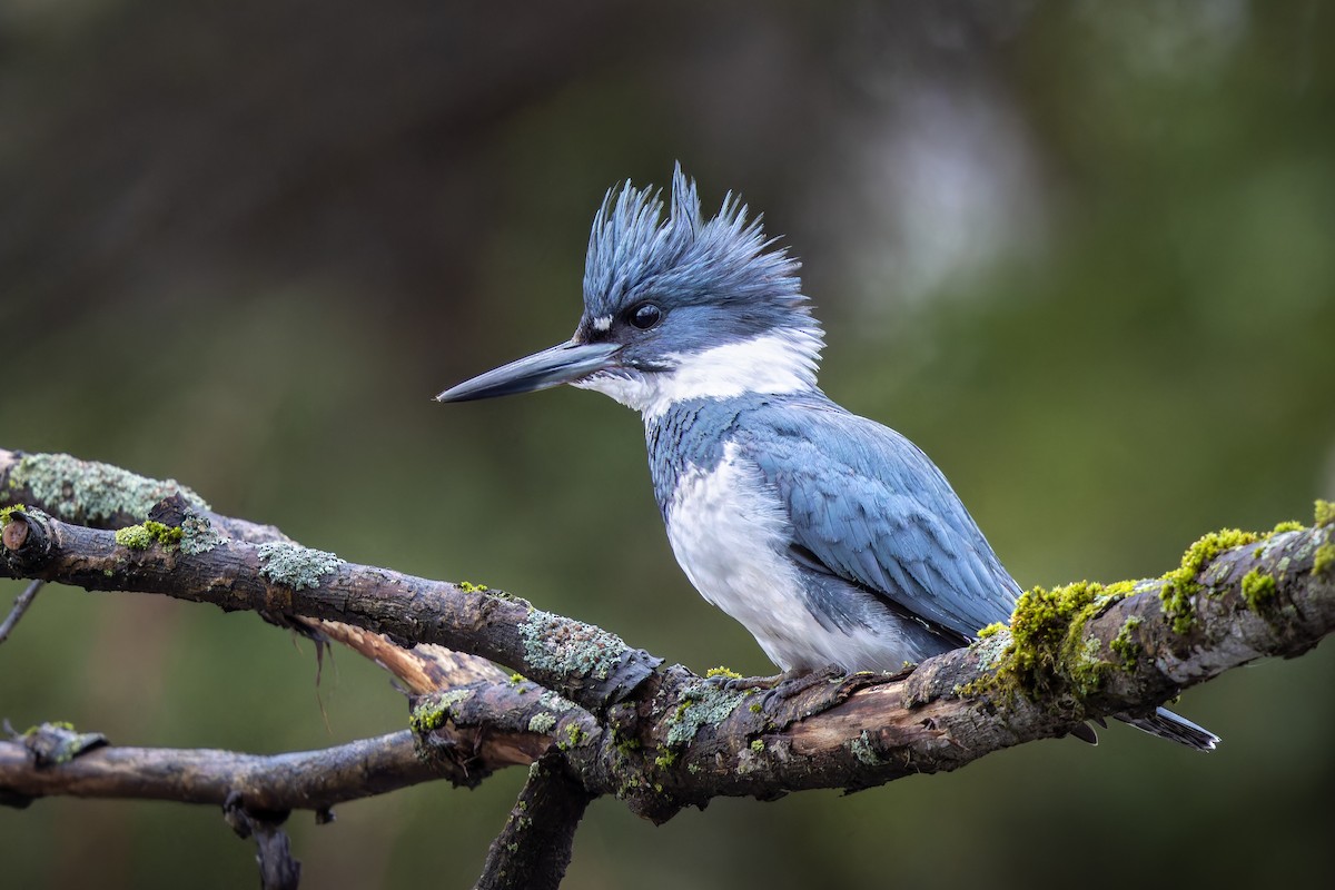 Belted Kingfisher - ML618352917