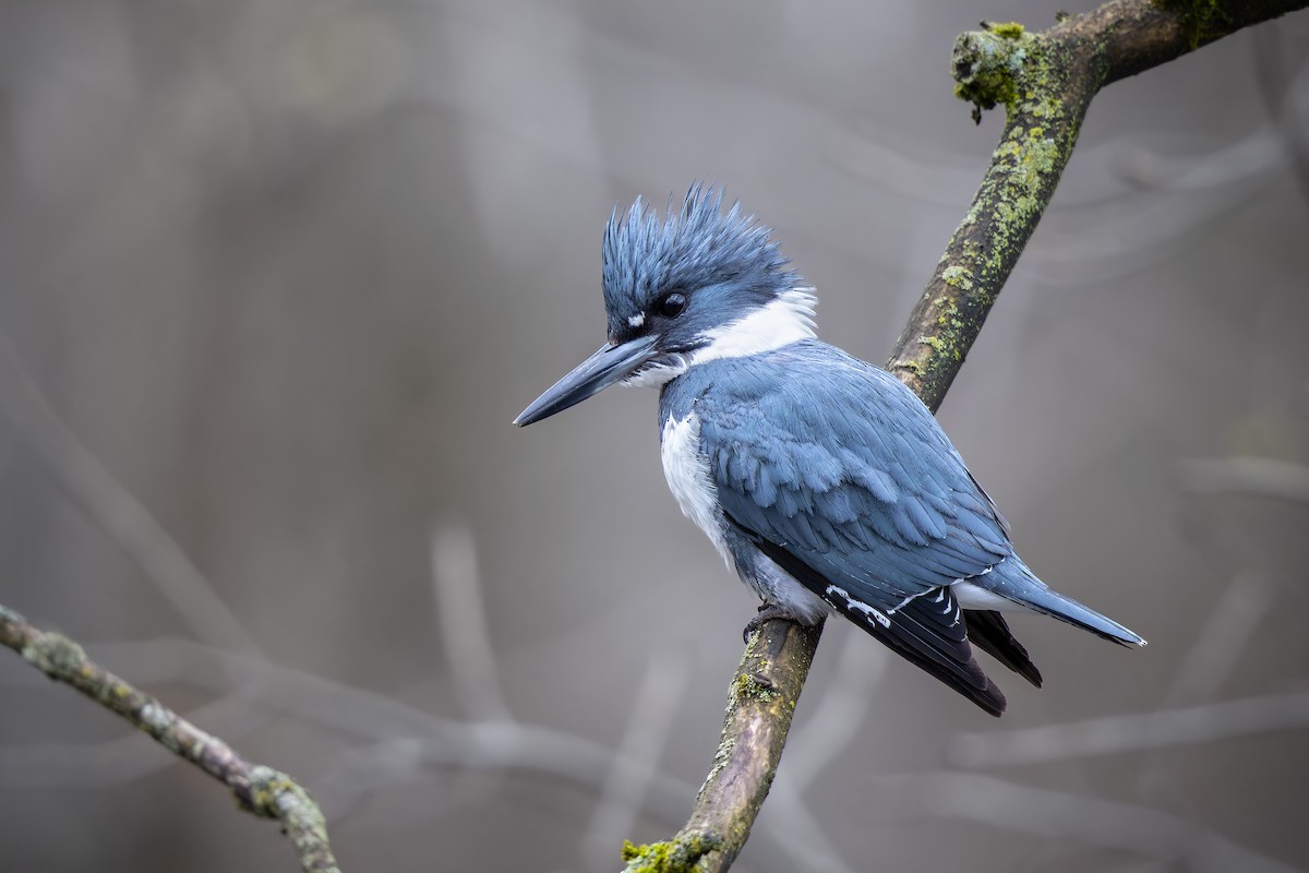Belted Kingfisher - ML618352918