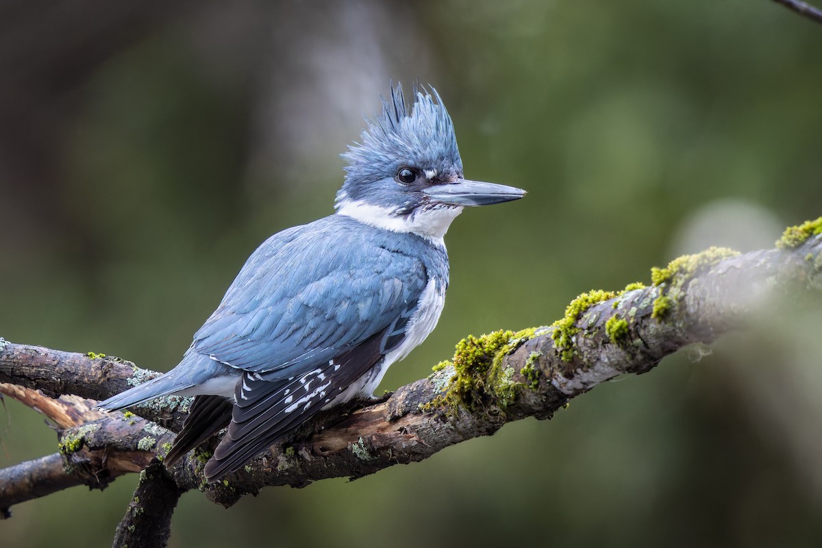 Belted Kingfisher - ML618352919