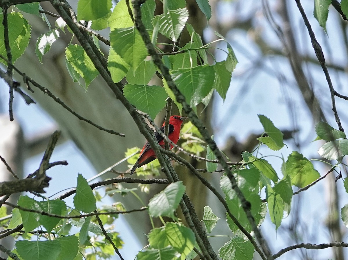 Scarlet Tanager - ML618352935