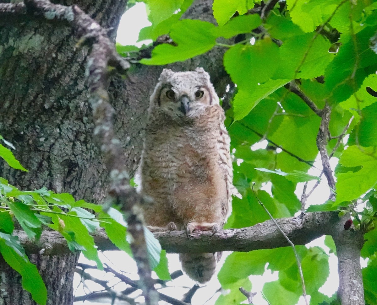 Great Horned Owl - ML618352956