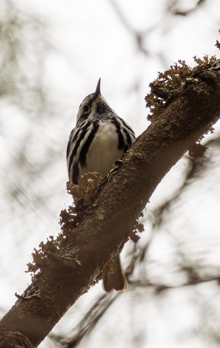 Black-and-white Warbler - ML618352961