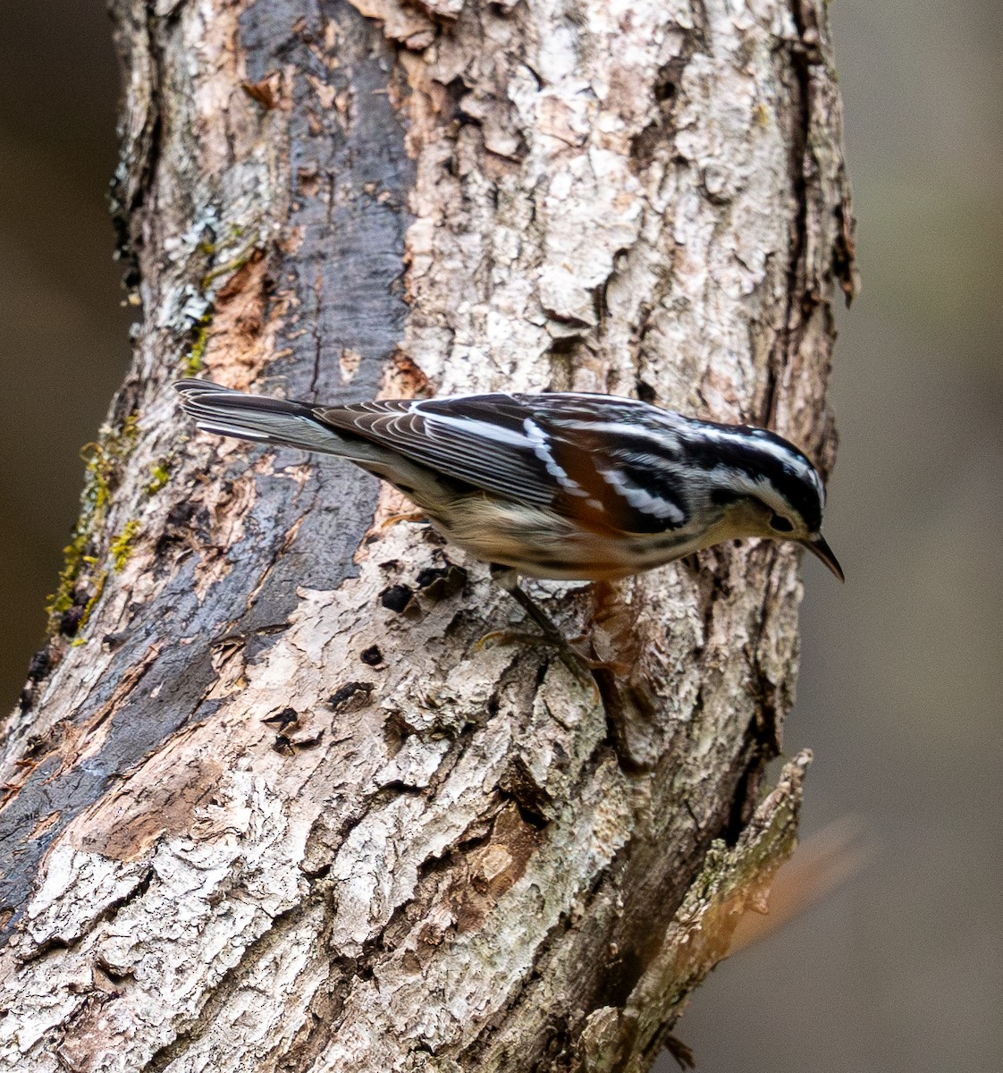 Black-and-white Warbler - ML618352962