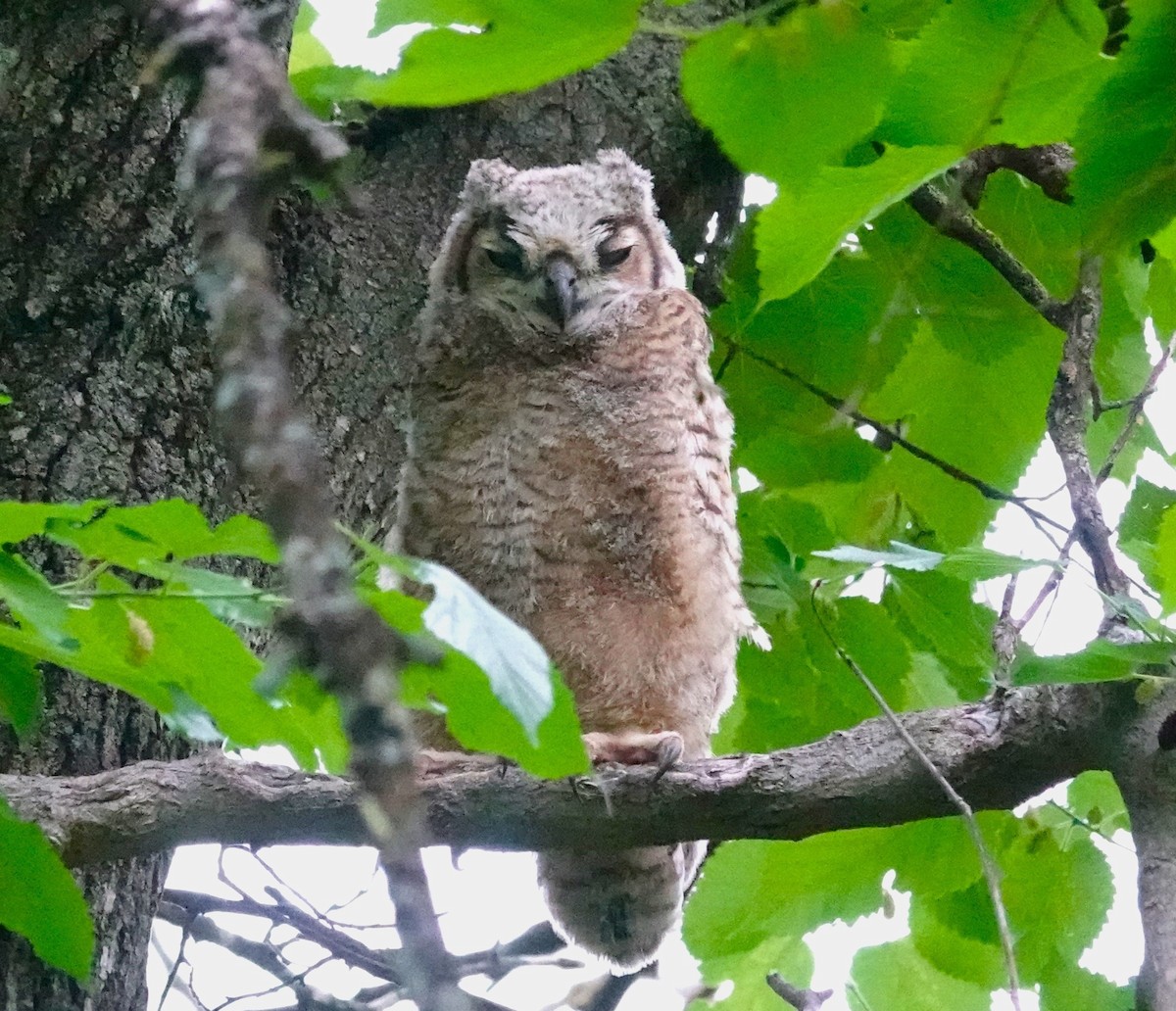 Great Horned Owl - ML618352969