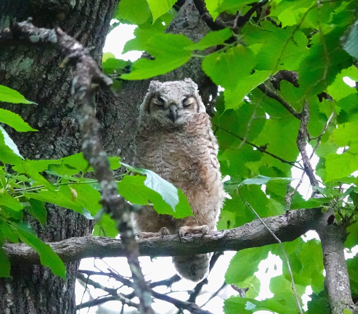 Great Horned Owl - ML618352974