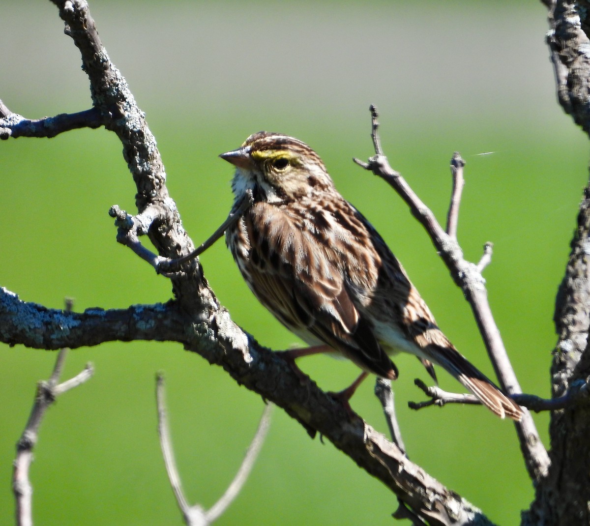 Savannah Sparrow - ML618353002